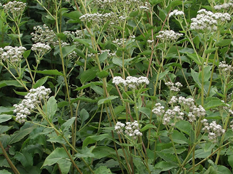 parthenium integrifolium